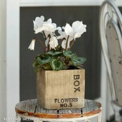 Top 10 π Alpine Corporation Wood-Finish Square Flower Box Planter π§¨